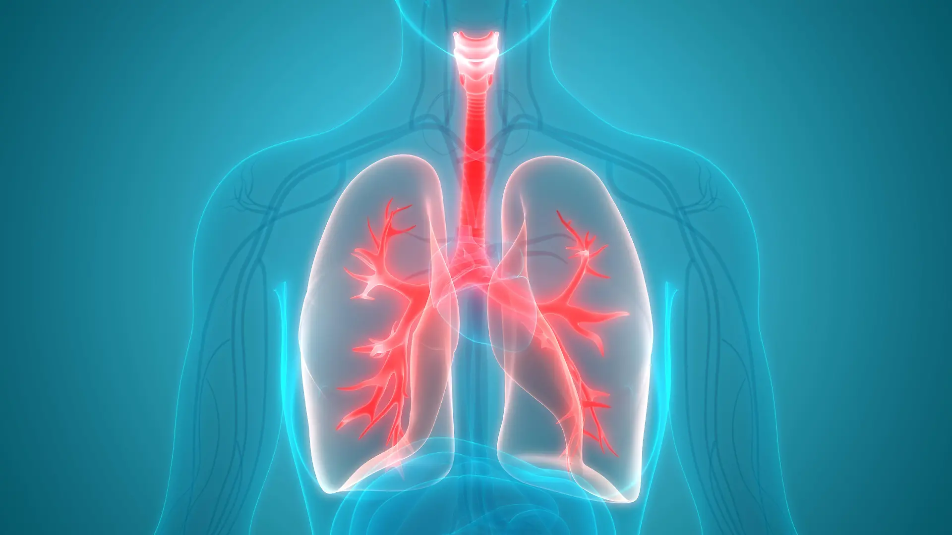 Gesundheitslexikon: Trachea