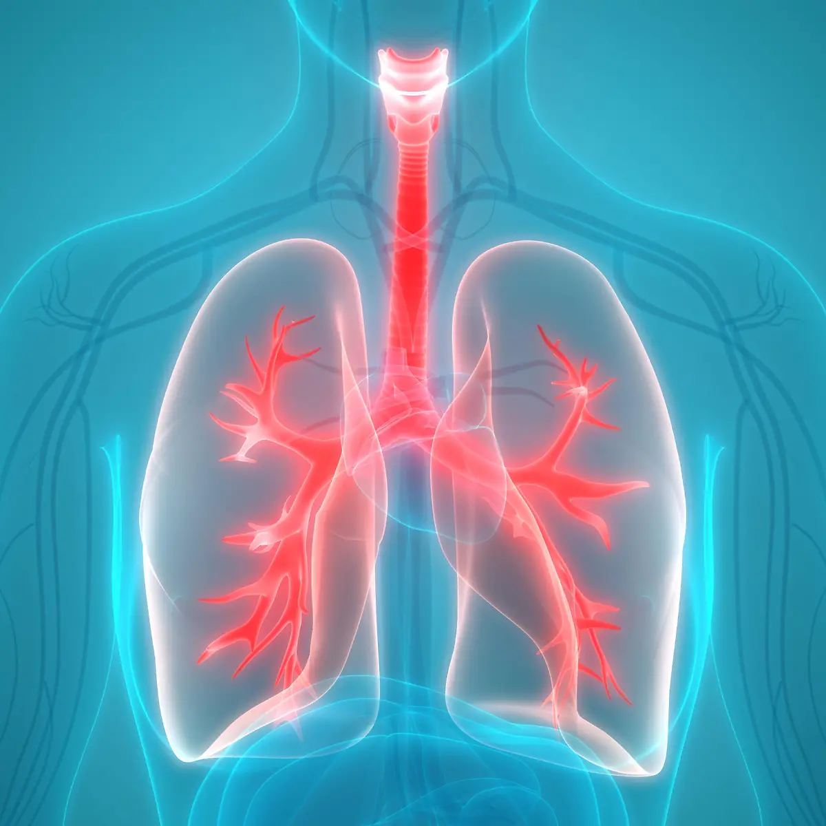 Trachea (Luftröhre) Logo von Trachea (Luftröhre)