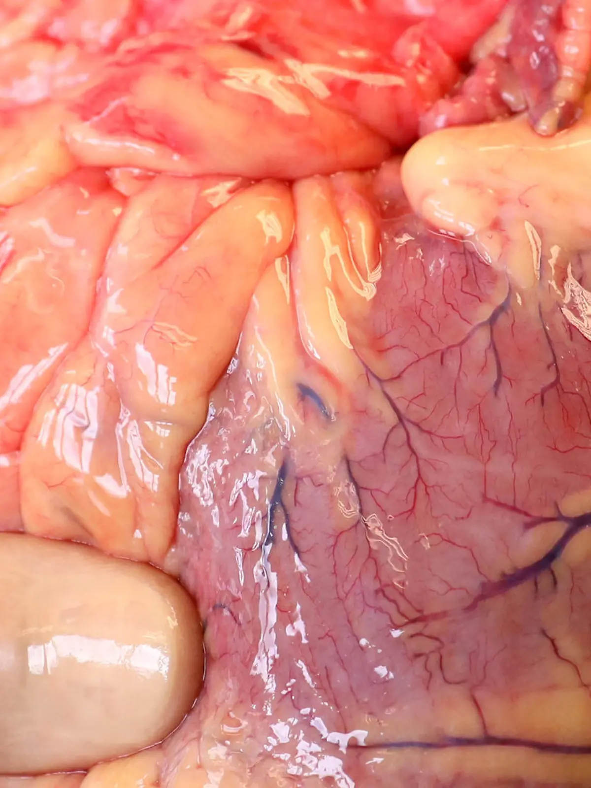 Transplantationsmediziner Frank-Peter Nitschke, Geschäftsführer der Gewebebank Mecklenburg-Vorpommern (GTM-V), hält am 19.05.2017 in der Pathologie des Südstadt-Klinikums Rostock (Mecklenburg-Vorpommern) das Herz eines Verstorbenen in den Händen, das kurz zuvor entnommen wurde. Dem Organ werden später die Herzklappen für Gewebespenden entnommen. Die GTM-V hat - pünktlich zum Tag der Organspende am 03.06.2017 - die Erlaubnis zur Herstellung humaner Herzklappen und Gefäße erhalten. (zu "Gewebebank: Erlaubnis zur Herstellung humaner Herzklappen" vom 31.05.2017) Foto: Bernd Wüstneck/dpa-Zentralbild/dpa +++(c) dpa - Bildfunk+++
