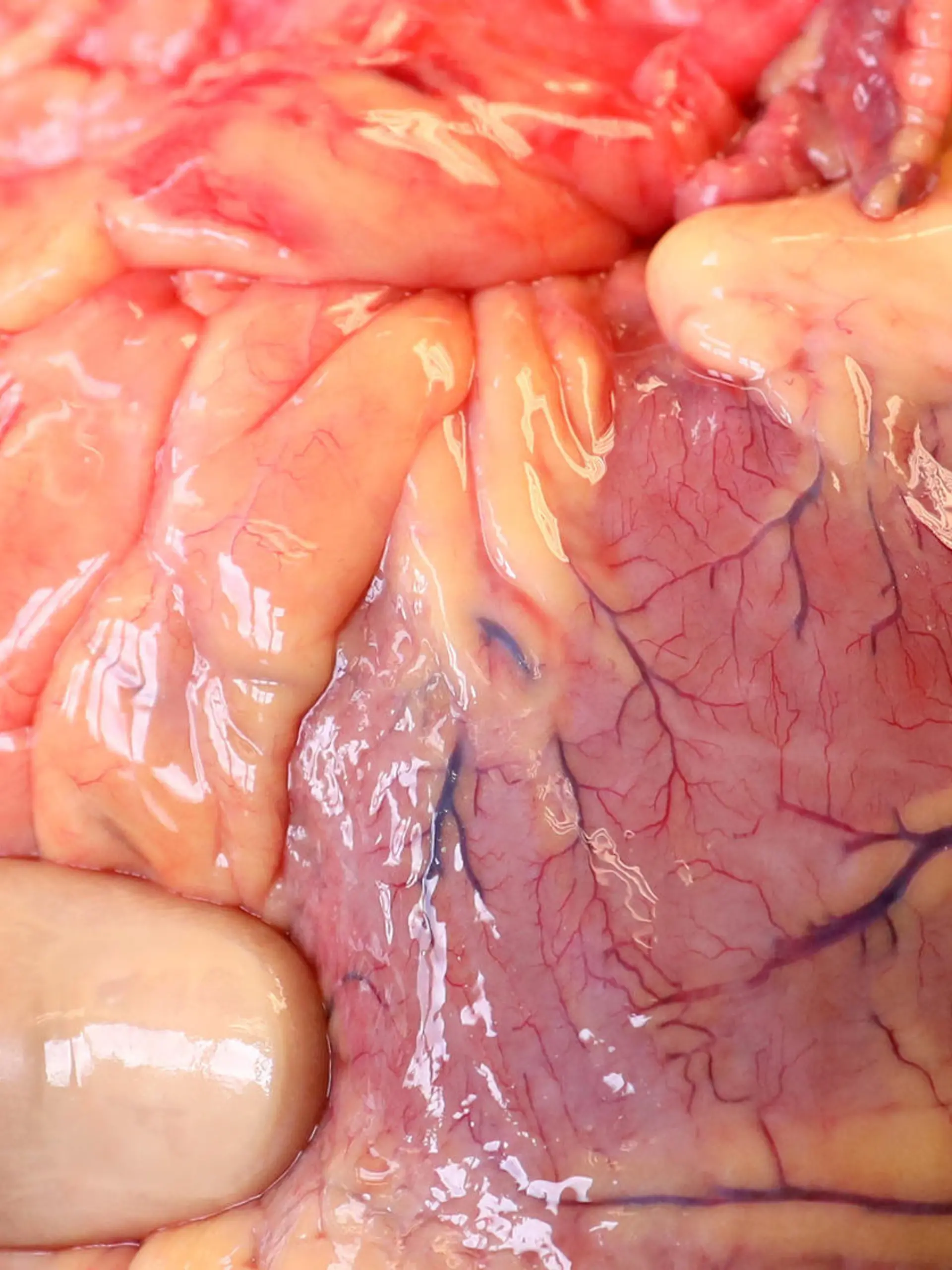 Transplantationsmediziner Frank-Peter Nitschke, Geschäftsführer der Gewebebank Mecklenburg-Vorpommern (GTM-V), hält am 19.05.2017 in der Pathologie des Südstadt-Klinikums Rostock (Mecklenburg-Vorpommern) das Herz eines Verstorbenen in den Händen, das kurz zuvor entnommen wurde. Dem Organ werden später die Herzklappen für Gewebespenden entnommen. Die GTM-V hat - pünktlich zum Tag der Organspende am 03.06.2017 - die Erlaubnis zur Herstellung humaner Herzklappen und Gefäße erhalten. (zu "Gewebebank: Erlaubnis zur Herstellung humaner Herzklappen" vom 31.05.2017) Foto: Bernd Wüstneck/dpa-Zentralbild/dpa +++(c) dpa - Bildfunk+++