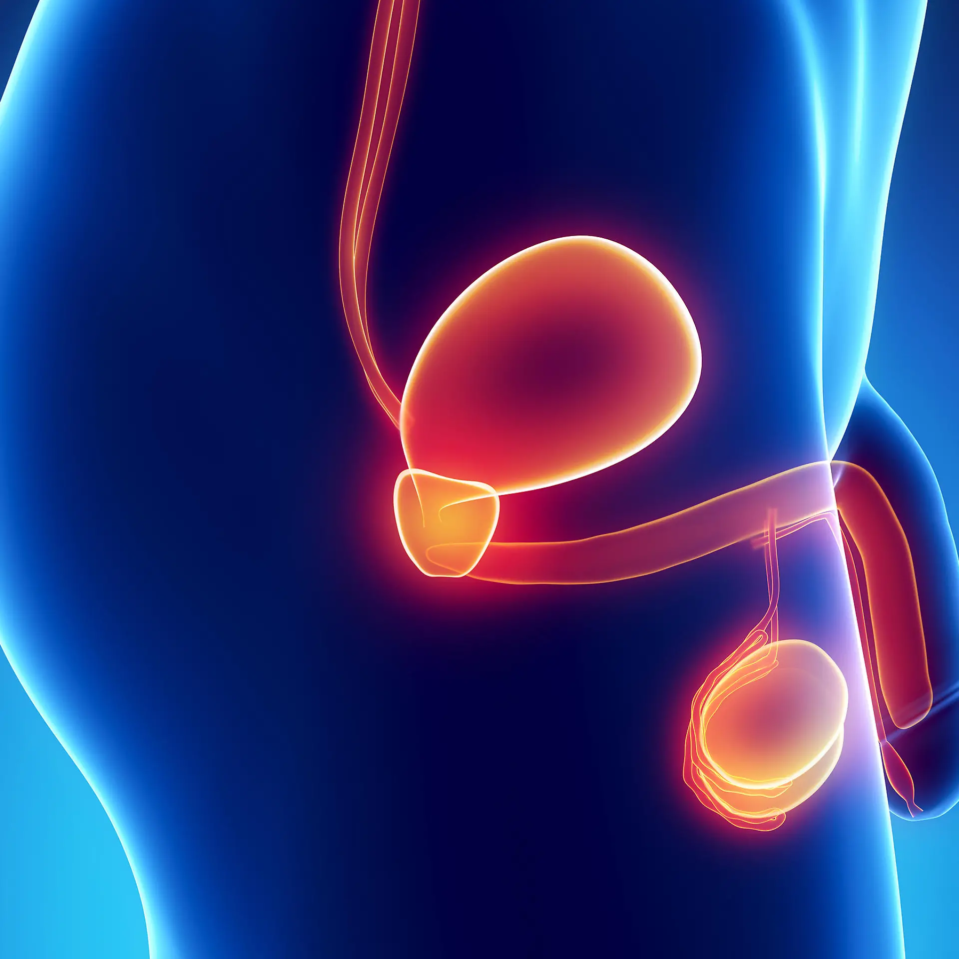 Urethra (Harnröhre) Logo von Urethra (Harnröhre)