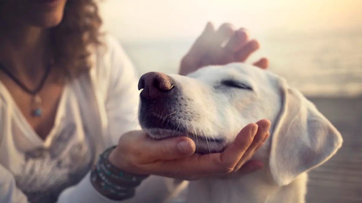 owner caressing gently her dog