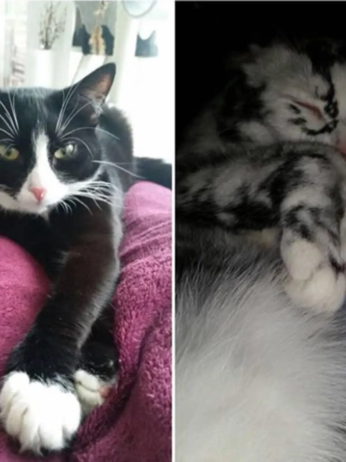 Bild zu: "Das hier ist ein und dieselbe Katze!"