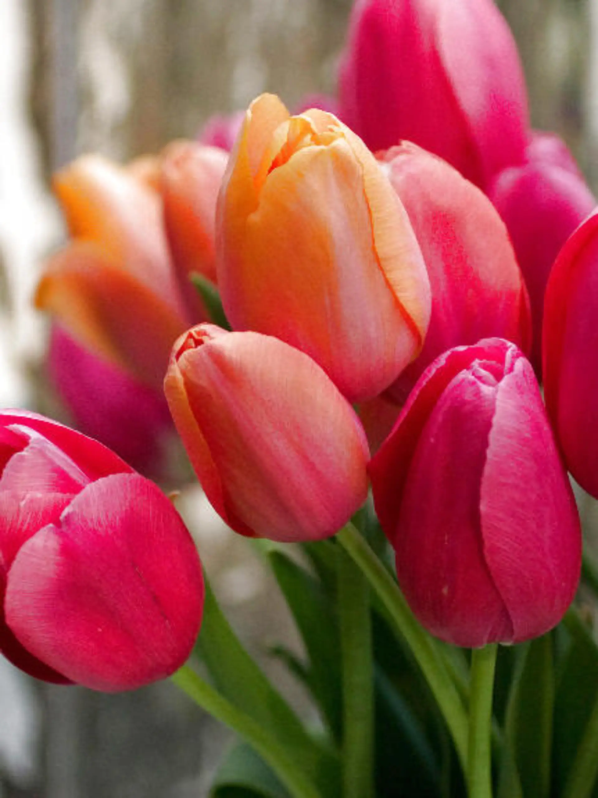 Tulpen sind immer schön!

Im Discounter, im Supermarkt oder im Blumenladen - wo gibt es die besten Tulpen und wie lange halten sie? Unsere Reporterin hat den Test gemacht. Floristmeister Stephan Winzer erklärt euch im Video, worauf es ankommt!