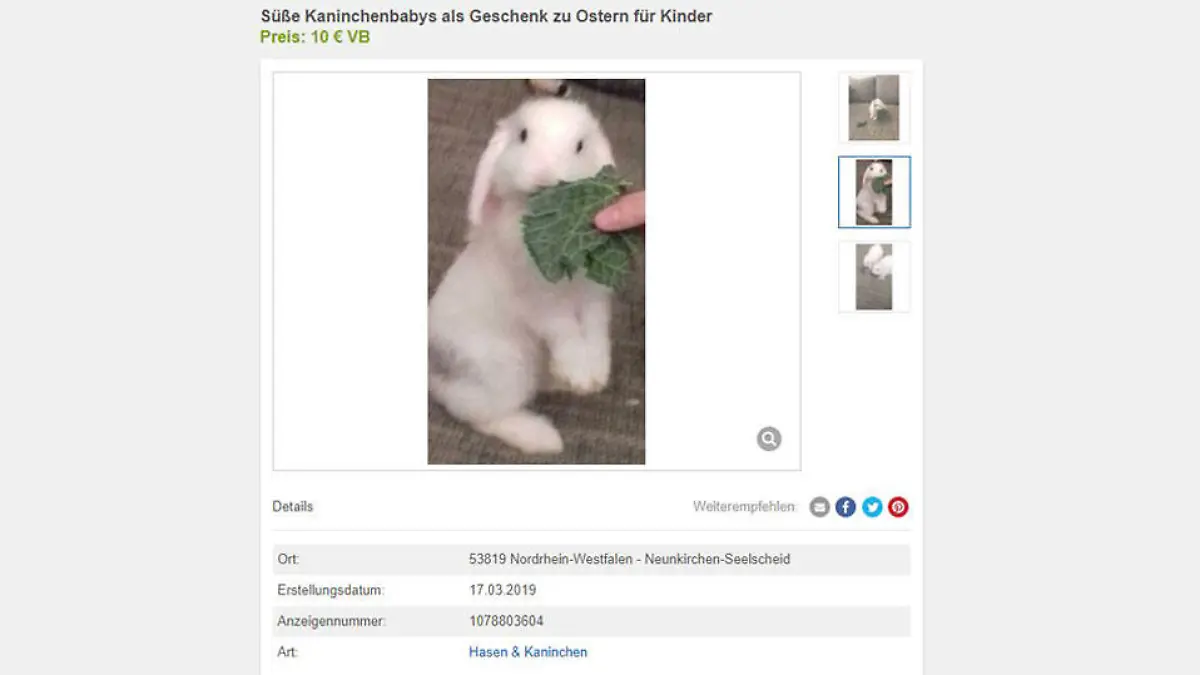 Anzeige Kaninchenbabys Ostern