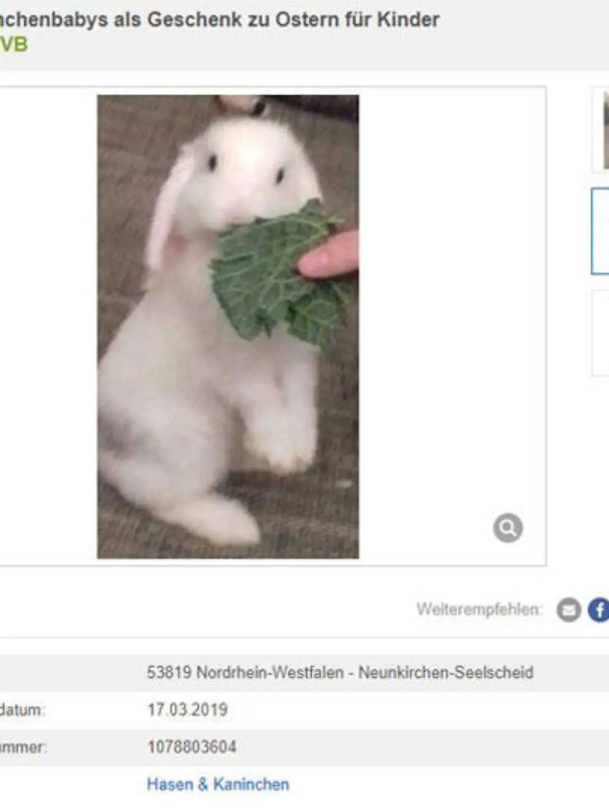 Anzeige Kaninchenbabys Ostern