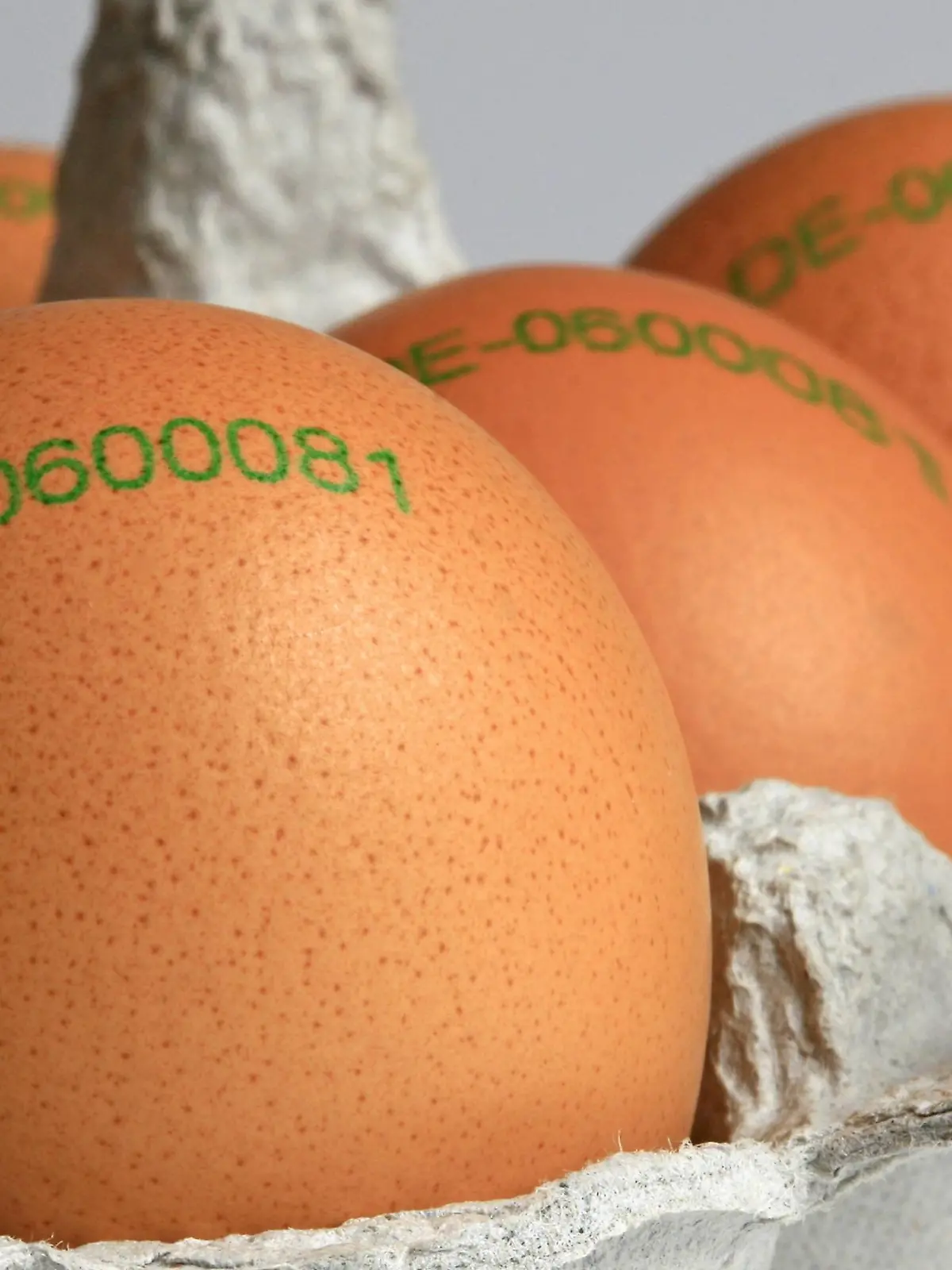 braune Bio-Eier mit Herkunftsstempel in einem Eierkarton, Herkunftsland Deutschland, Deutschland | brown organic eggs, Germany | Verwendung weltweit