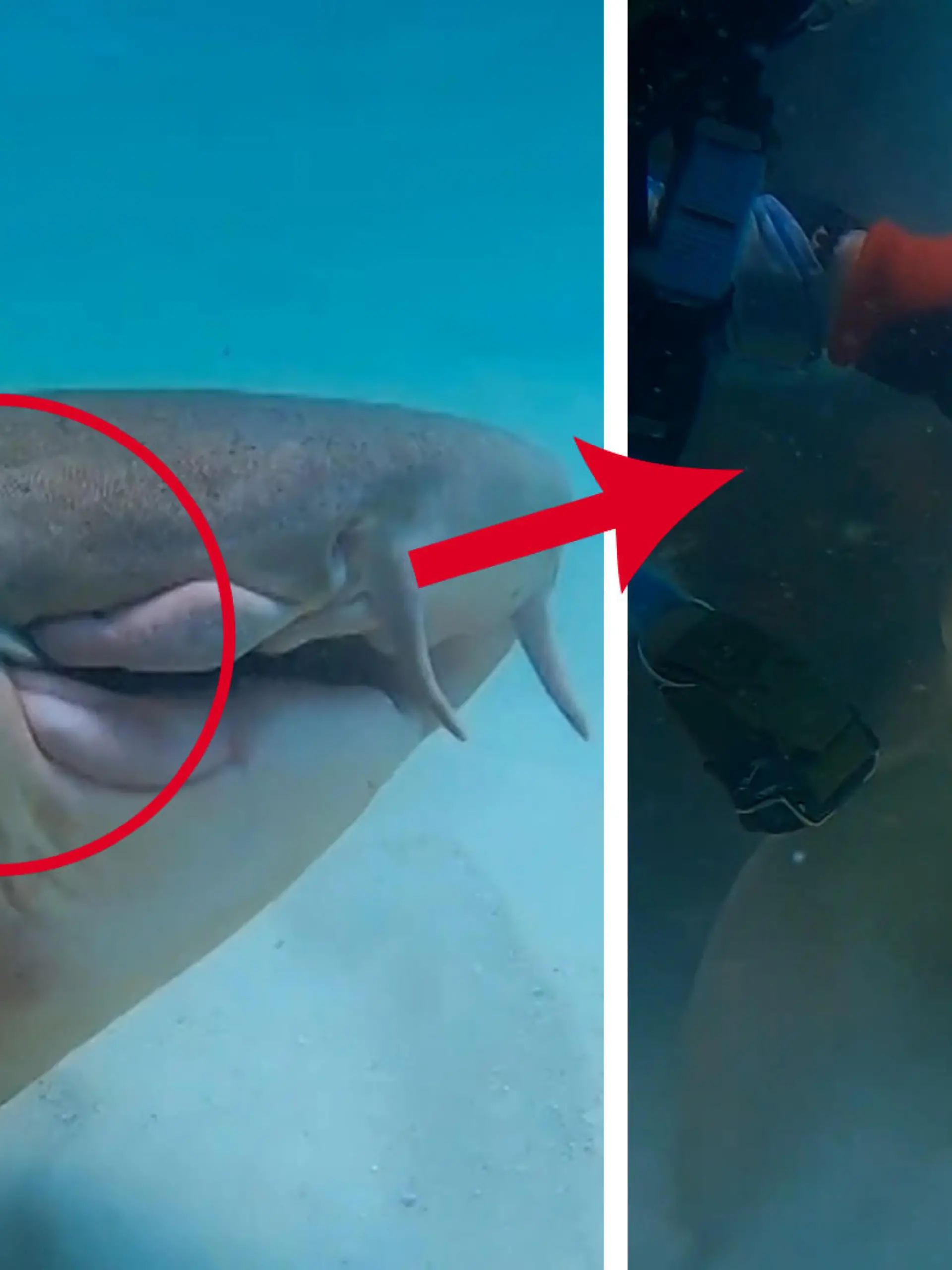 In Florida hat Taucher Tazz einen hilflosen Ammenhai gefunden. Die Tiere gelten als sehr scheu und bewegen sich meist schleichend über den Meeresgrund fort. Möglicherweise hat ihn das auch in seine aussichtslose Situation gebracht: Seit zwei Tagen hängt der Hai am Angelhaken. Der Taucher kann das nicht länger mit ansehen und eilt zur Hilfe.