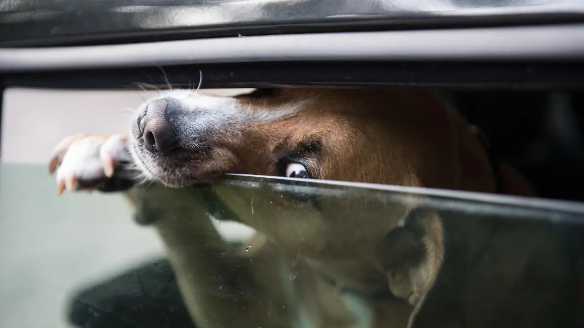 Hund im Auto