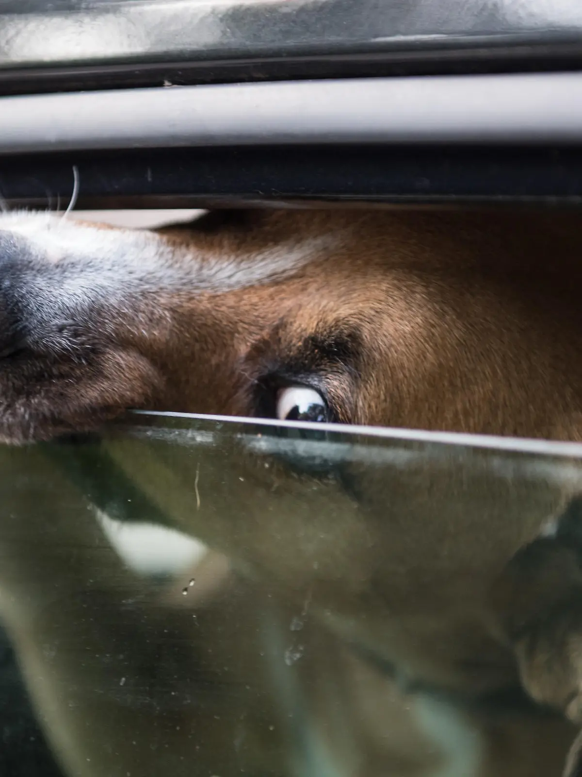 Hund im Auto