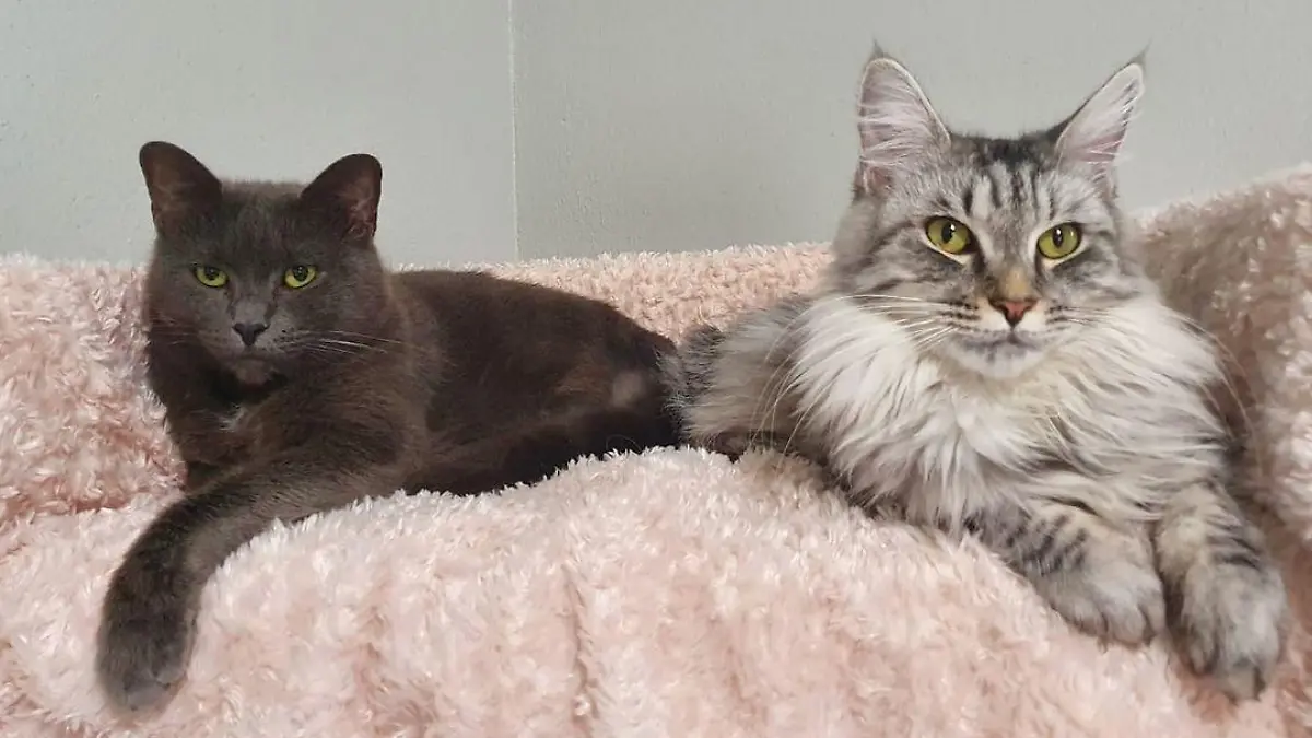 Zwei Katzen aus dem Tierheim Bergheim liegen nebeneinander auf einer Decke und schauen in die Kamera.