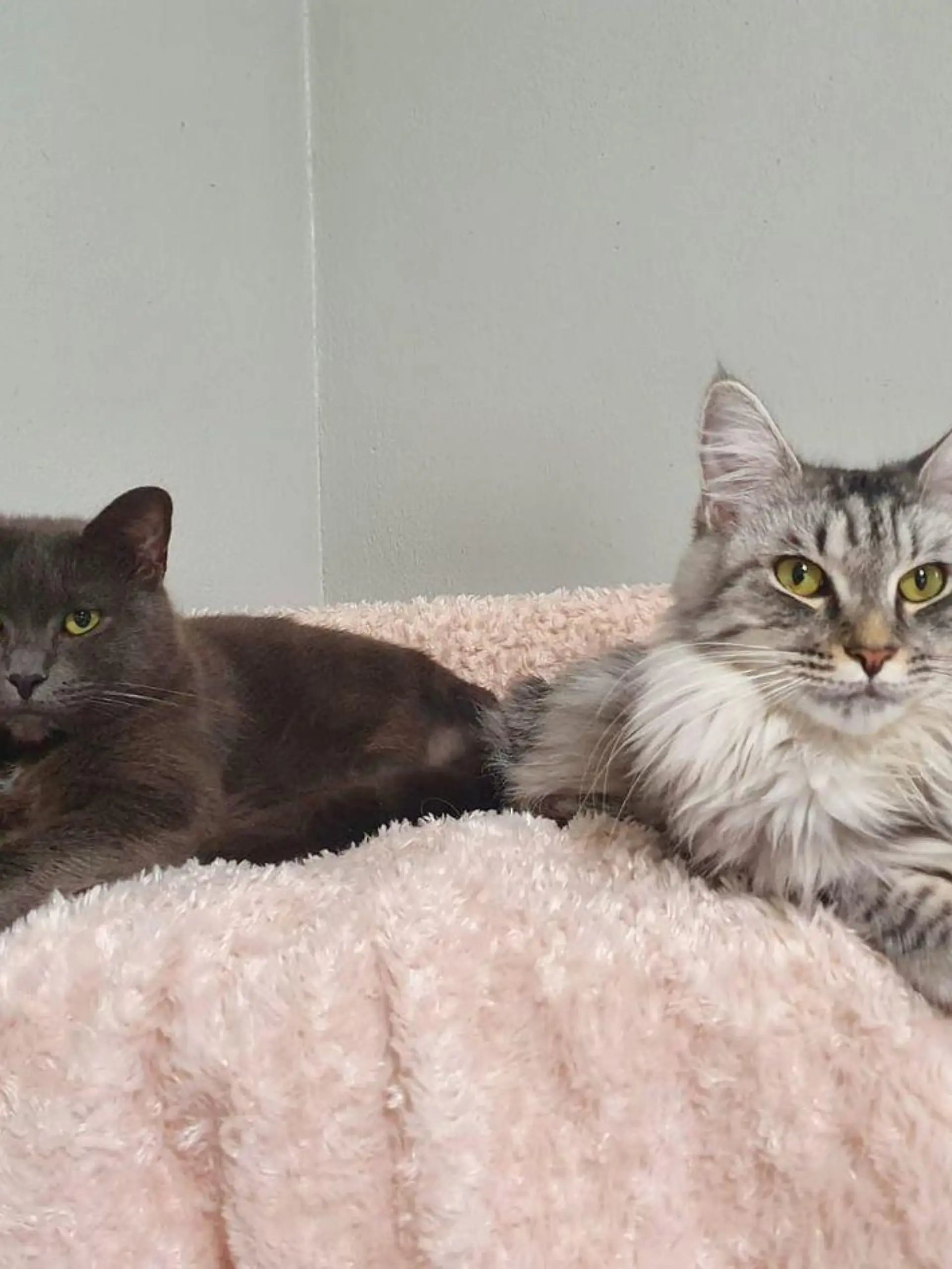 Zwei Katzen aus dem Tierheim Bergheim liegen nebeneinander auf einer Decke und schauen in die Kamera.
