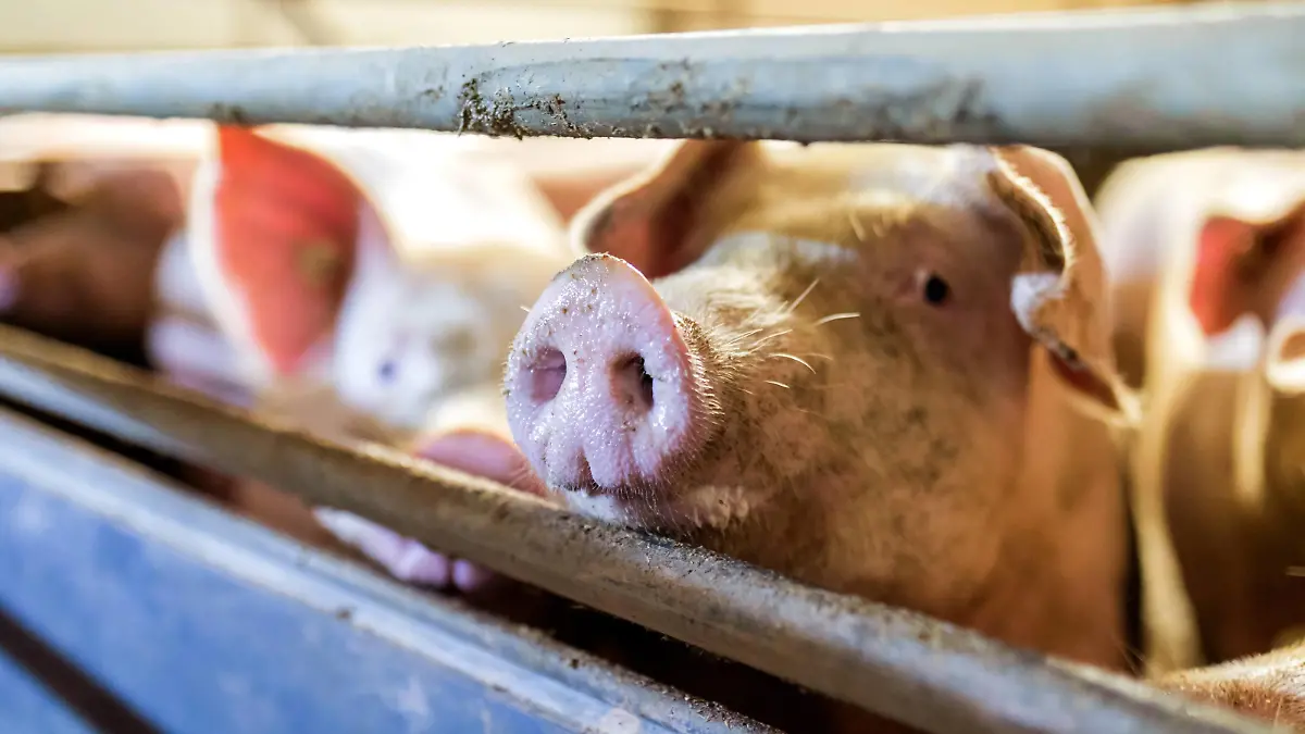 12.11.2018, Landkreis Dahme Spree, Deutschland, GER - Hausschweine gehalten in einem koventionellen Schweinemastbetrieb. *** 12 11 2018 Landkreis Dahme Spree Germany GER Domestic pigs kept in a conventional pig fattening farm