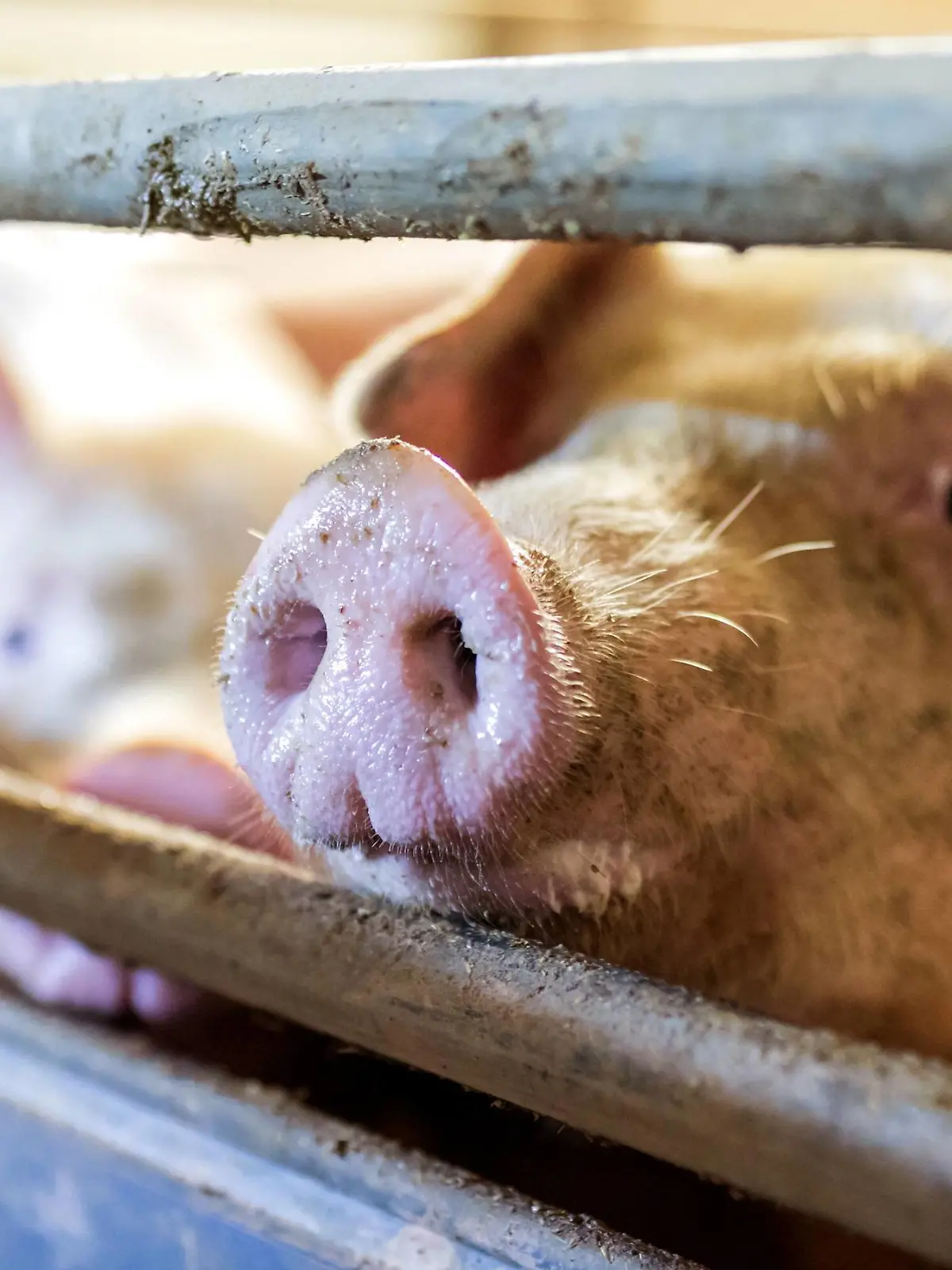 12.11.2018, Landkreis Dahme Spree, Deutschland, GER - Hausschweine gehalten in einem koventionellen Schweinemastbetrieb. *** 12 11 2018 Landkreis Dahme Spree Germany GER Domestic pigs kept in a conventional pig fattening farm  