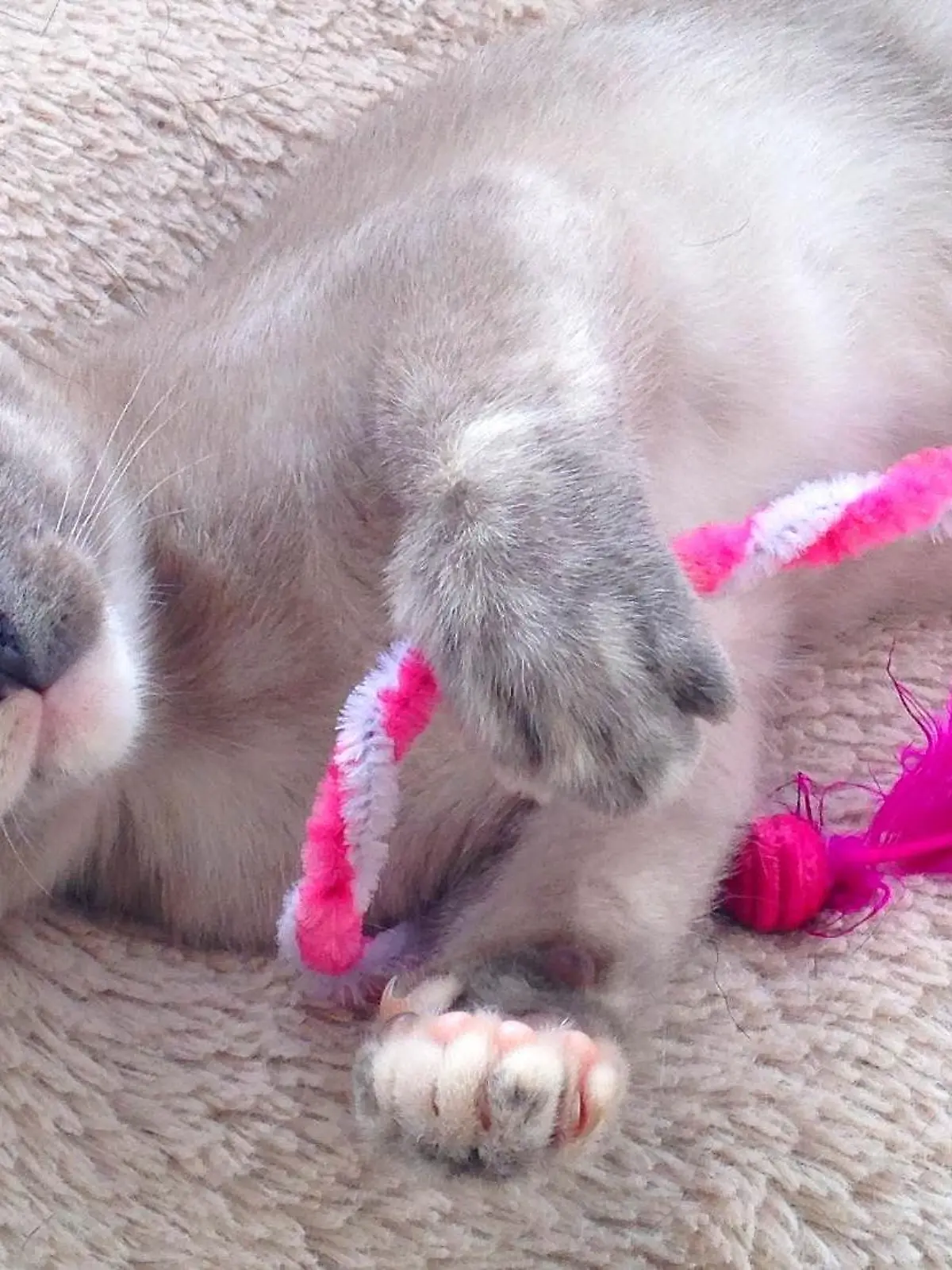 Neben Fressen, Trinken, Schlafen und Streicheleinheiten brauchen Katzen Bewegung und Beschäftigung, damit sie geistig und körperlich fit bleiben