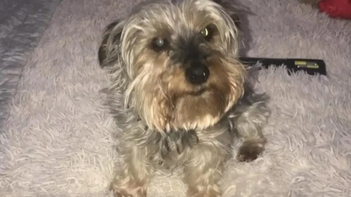 Yorkshire-Terrier Millie
