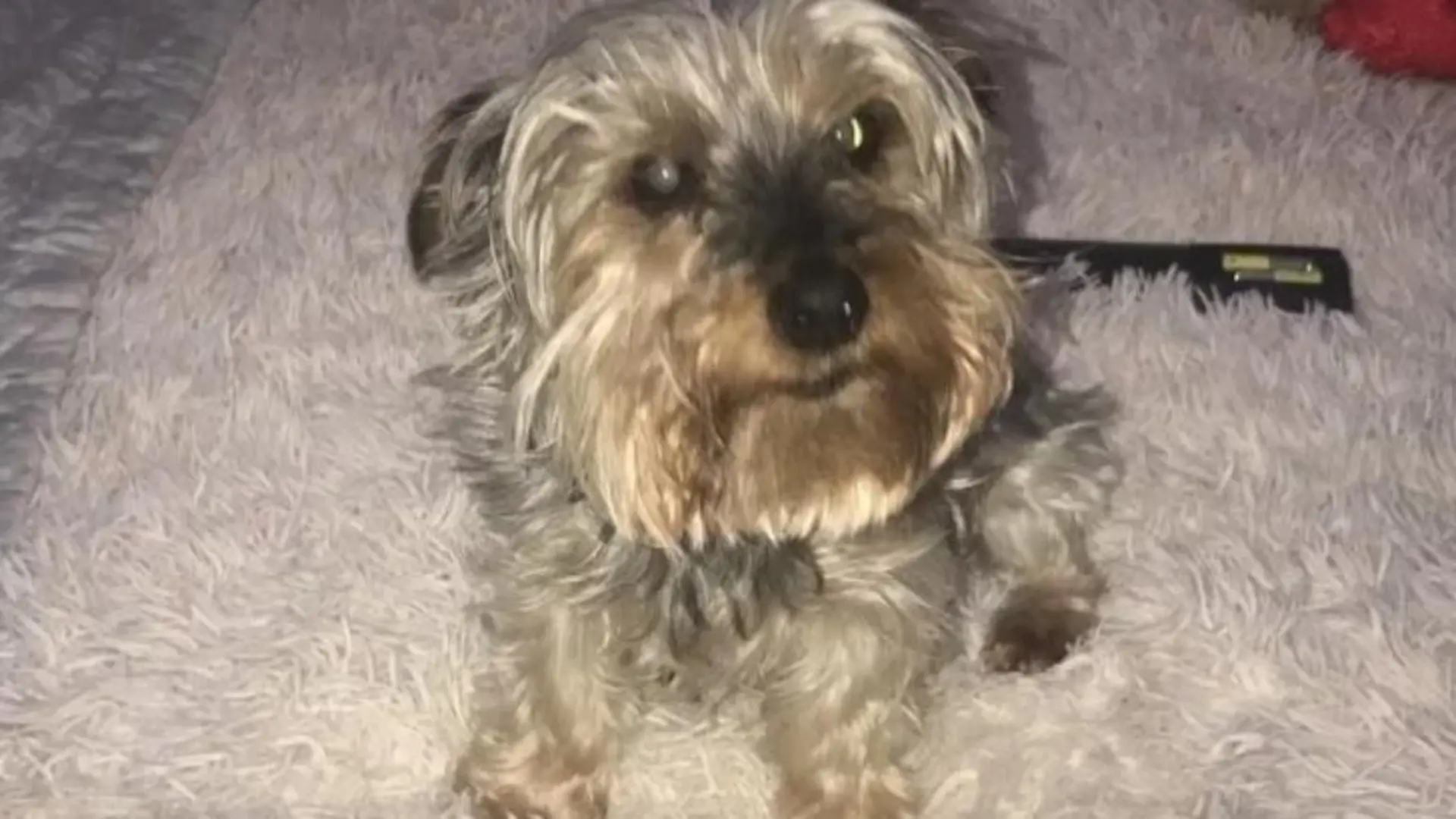Yorkshire-Terrier Millie