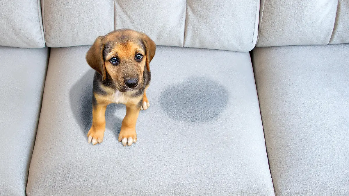 Hund hat aufs Sofa gemacht