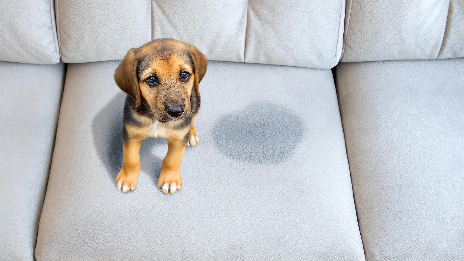 Hund hat aufs Sofa gemacht