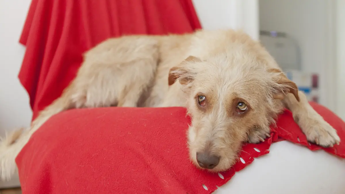 ILLUSTRATION - Zum Themendienst-Bericht von Julian Hilgers vom 22. Februar 2019: Ist der Hund schlapp, trinkt und schläft er viel, ist das ein Zeichen für Fieber. Foto: Monique Wüstenhagen/dpa-tmn - Honorarfrei nur für Bezieher des dpa-Themendienstes +++ dpa-Themendienst +++
