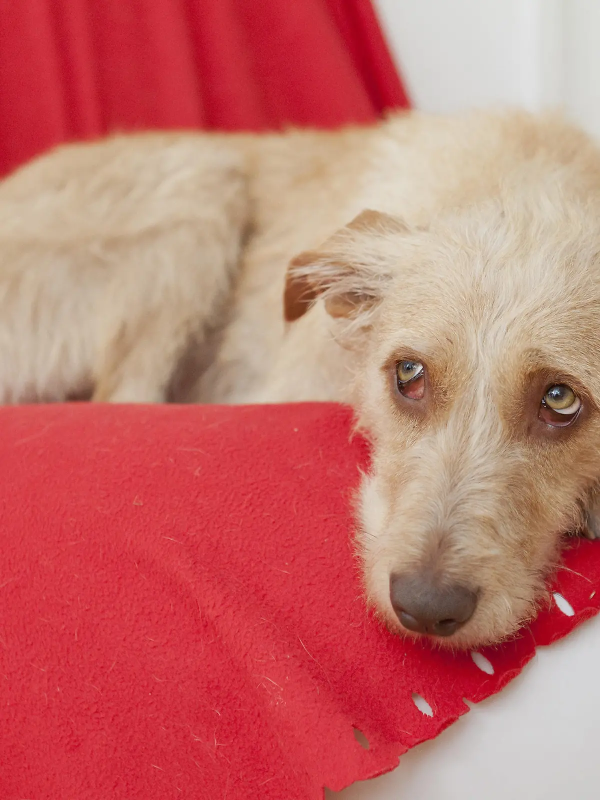ILLUSTRATION - Zum Themendienst-Bericht von Julian Hilgers vom 22. Februar 2019: Ist der Hund schlapp, trinkt und schläft er viel, ist das ein Zeichen für Fieber. Foto: Monique Wüstenhagen/dpa-tmn - Honorarfrei nur für Bezieher des dpa-Themendienstes +++ dpa-Themendienst +++