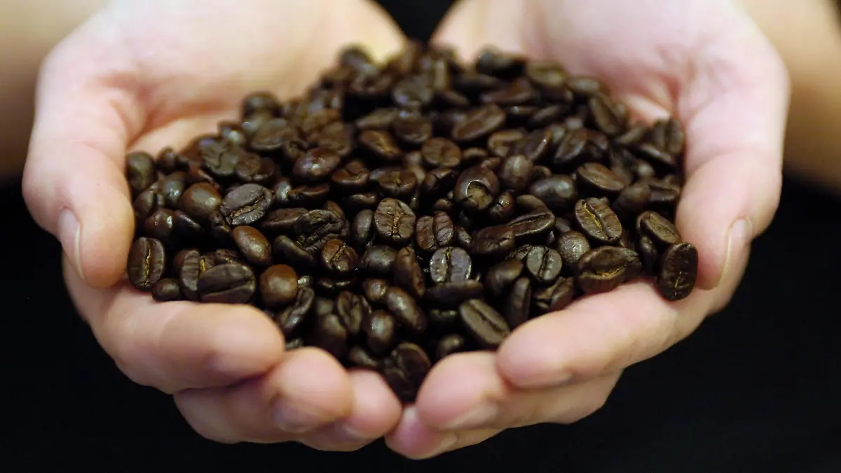 Eine Mitarbeiterin der Berliner Kaffeerösterei zeigt am Freitag (26.09.2008) in Berlin geröstete Kaffeebohnen einer nicht identifizierten Sorte. Seit dem 26. September bietet die Rösterei auch Kaffee der Sorte "Kopi-Luwak" an. Die seltene Arabica-Kaffeesorte stammt aus Indonesien und ist das Grundnahrungsmittel der Fleckenmusang-Katze. Die von der Katze ausgeschiedenen und durch ihre Verdauung fermentierten Bohnen werden gesammelt und zu Kaffee verarbeitet. Die Berliner Kaffeerösterei hat die Kaffeesorte seit dem 26. September 2008 im Angebot. Foto: Klaus-Dietmar Gabbert dpa/lbn +++(c) dpa - Report+++