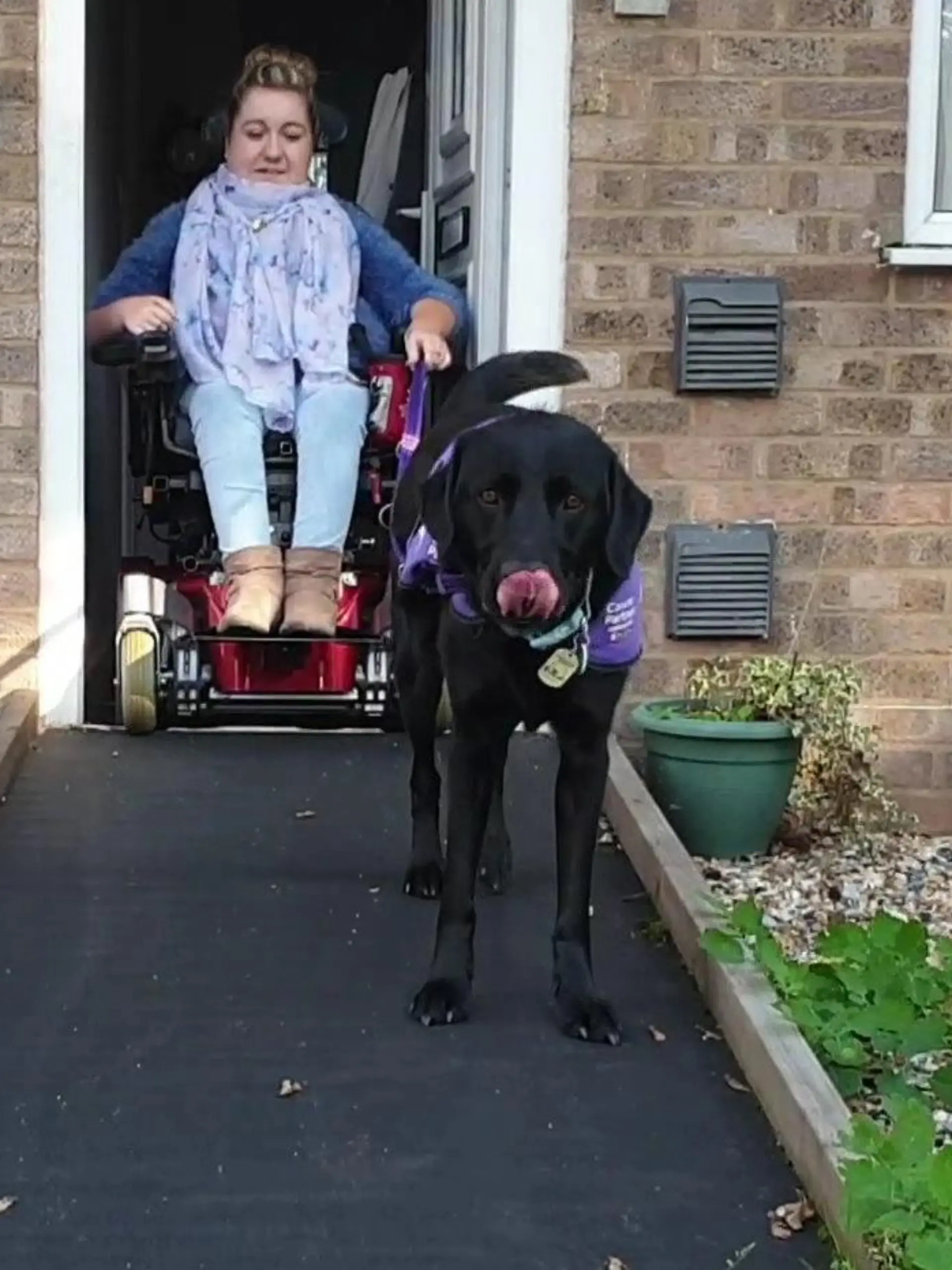 Labrador Morris ist Assistenzhund
