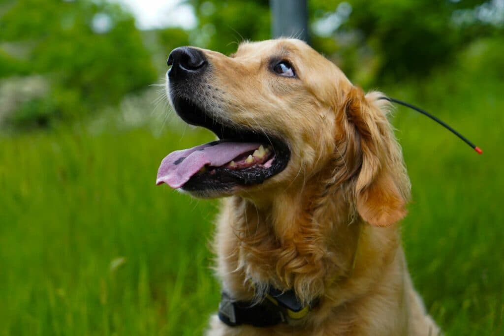Camping mit Hund: Persönlichkeit