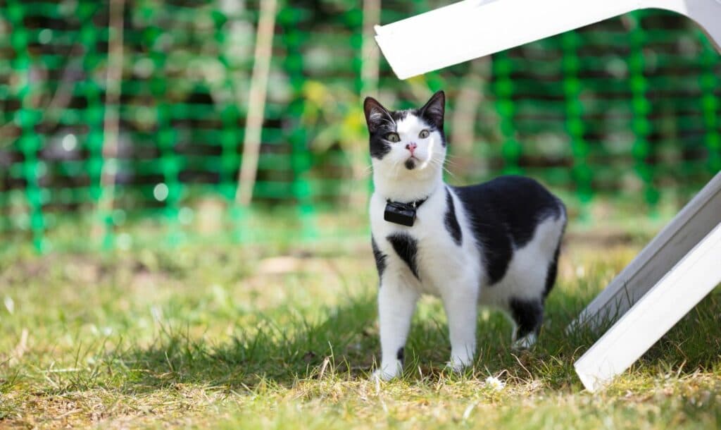 Gps tracker im Vergleich - Katze