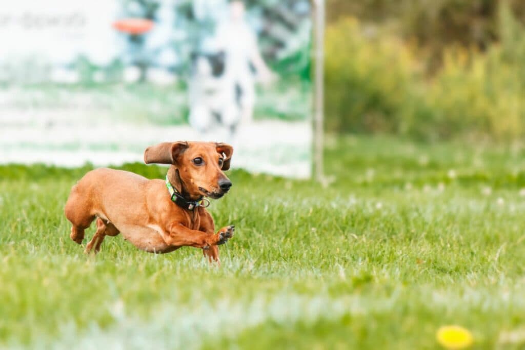 Gps tracker im Vergleich - kleiner Hund