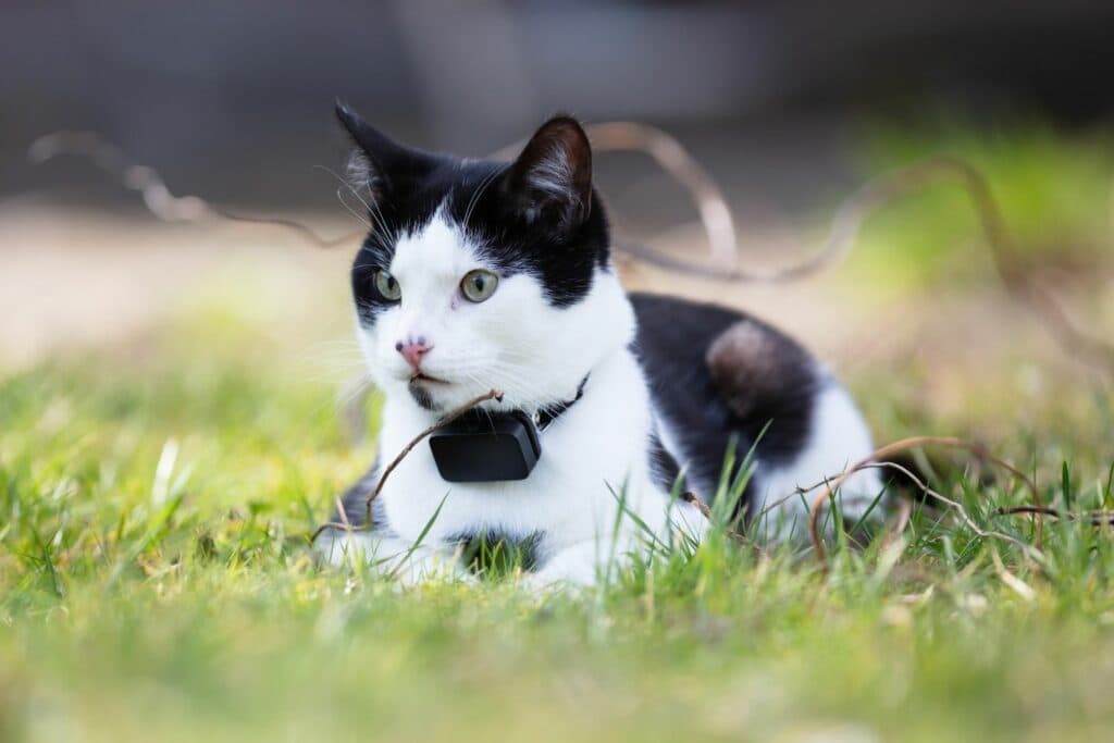 GPS-Tracker für Katzen