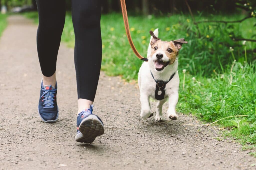Hunde Fitness Laufen