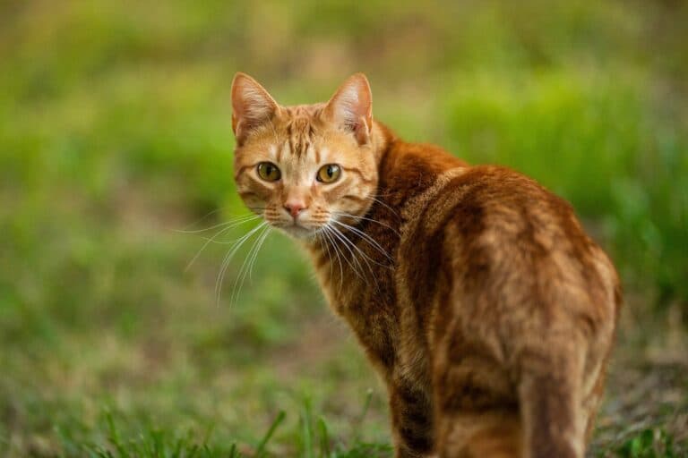 Outdoor Katzen