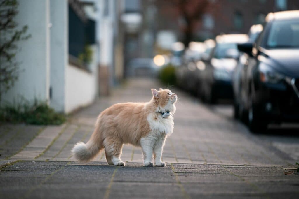 Outdoor Katzen Abenteuer