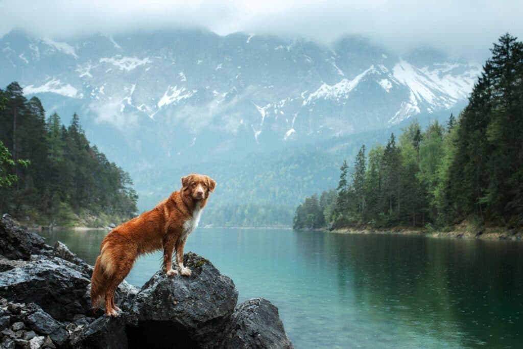 Camping mit Hund in den Bergen