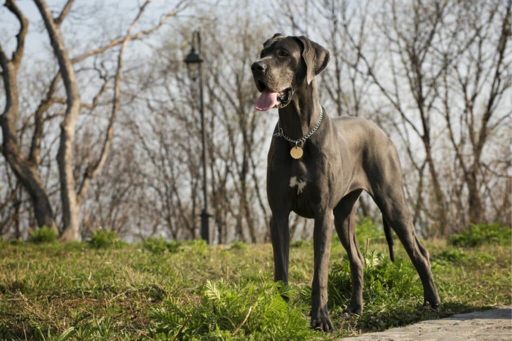 Ausreißer Deutsche Dogge