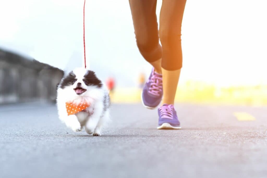 Joggen mit Hund: kleine Rasse
