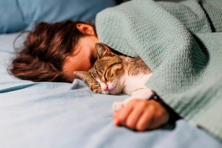 Schlafgewohnheiten Katze