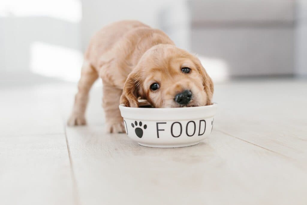 Welpen-Checkliste: Futter