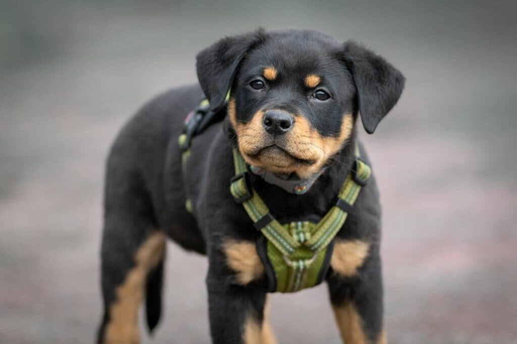 Welpen-Checkliste: Hundegeschirr