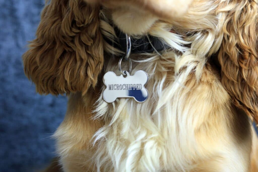 Welpen-Checkliste: Hundemarke