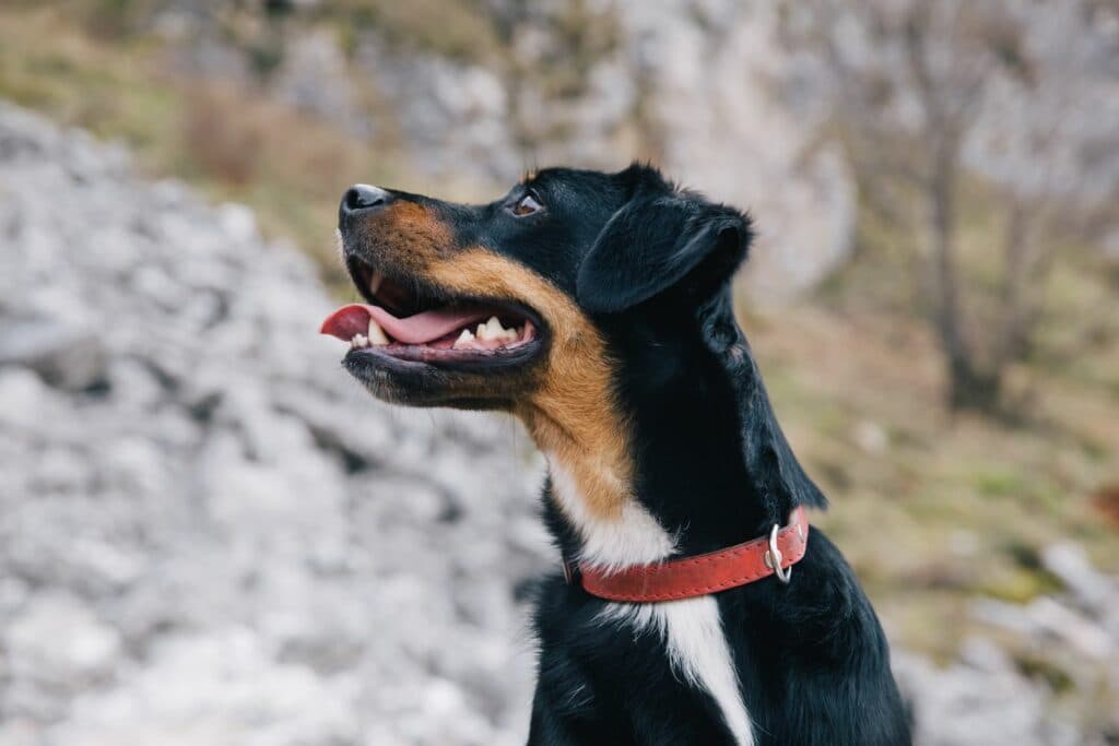 Hundehalsband Arten