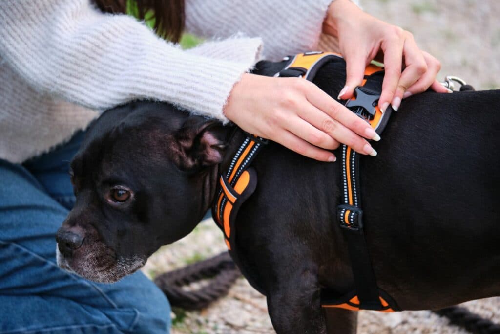 Hundehalsband Geschirr