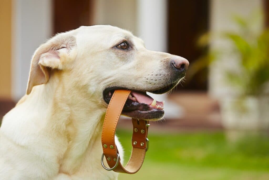 Hundehalsband Material