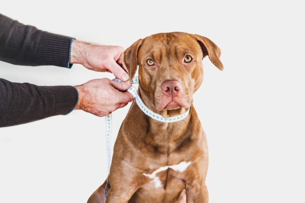 Hundehalsband Größe messen