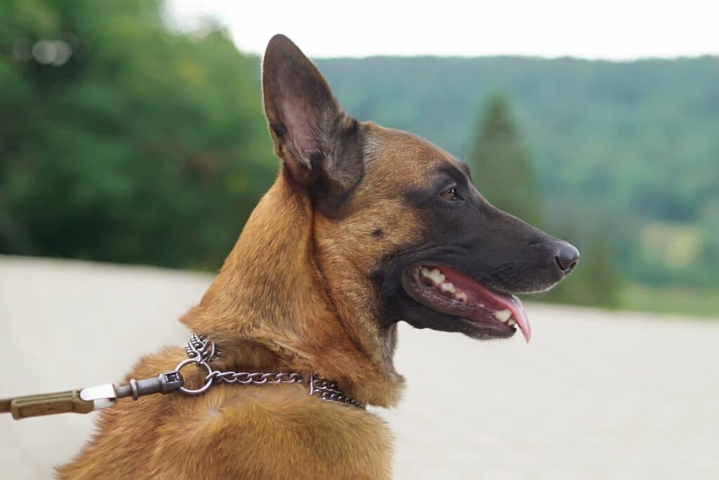 Zugstopp Hundehalsband