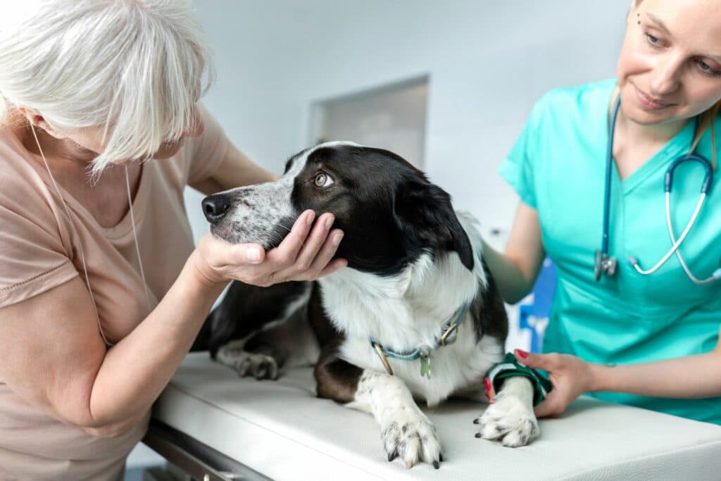 Hund adoptieren: beim Tierarzt