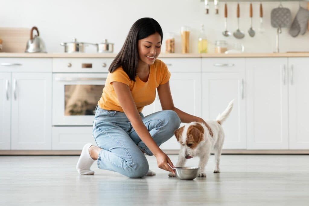 Hund adoptieren: Ernährung umstellen