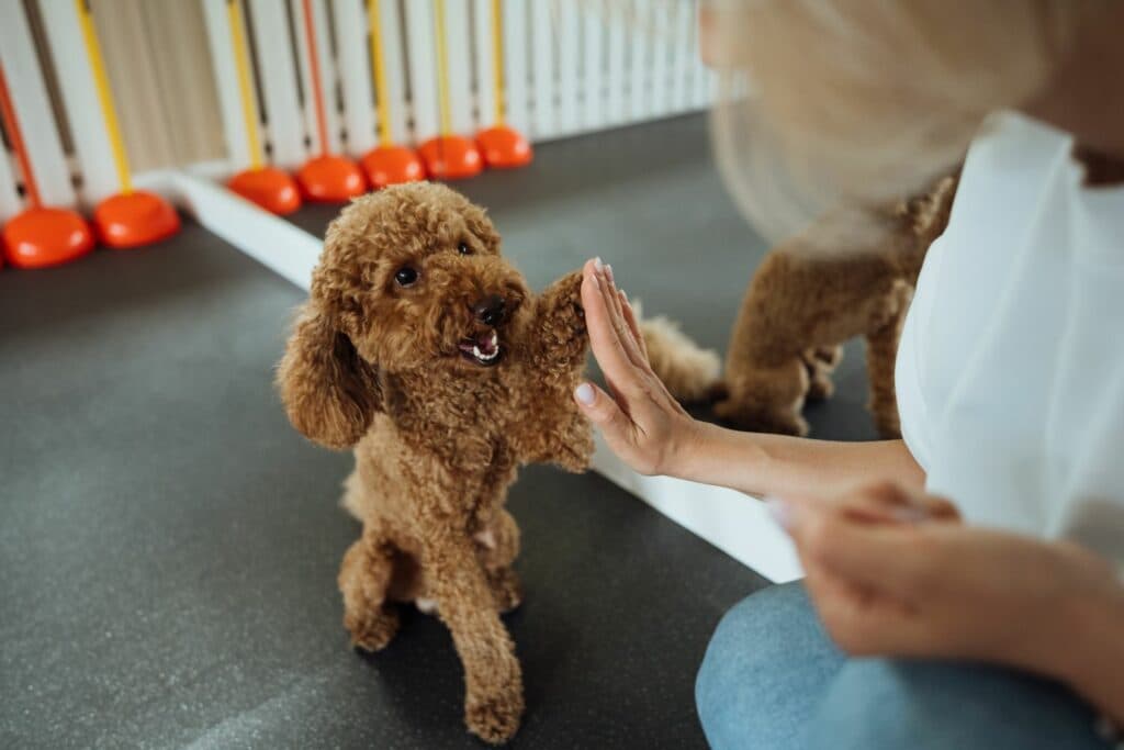 Hund und Katze: Tiertrainer