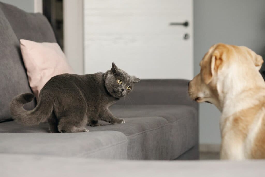 Hund und Katze vertragen sich nicht